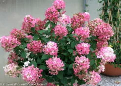 FIRE LIGHT® Hydrangea Paniculata - 4" Pot - Proven Winners