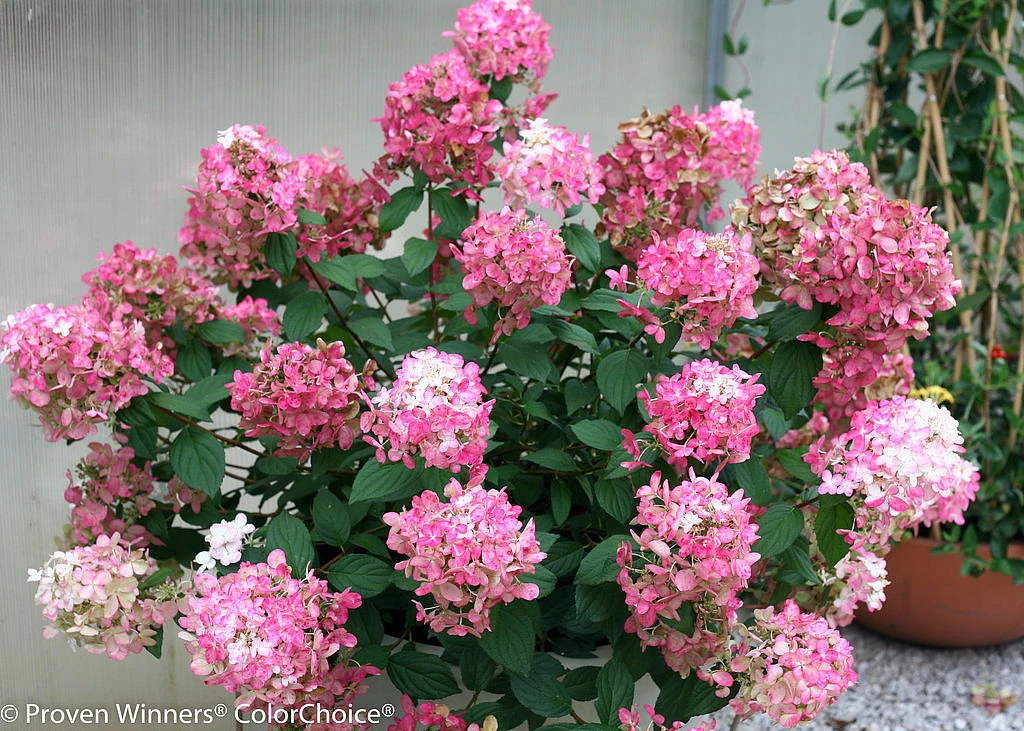FIRE LIGHT® Hydrangea Paniculata - 4" Pot - Proven Winners 3 FIRE LIGHT® Hydrangea Paniculata - 4" Pot - Proven Winners