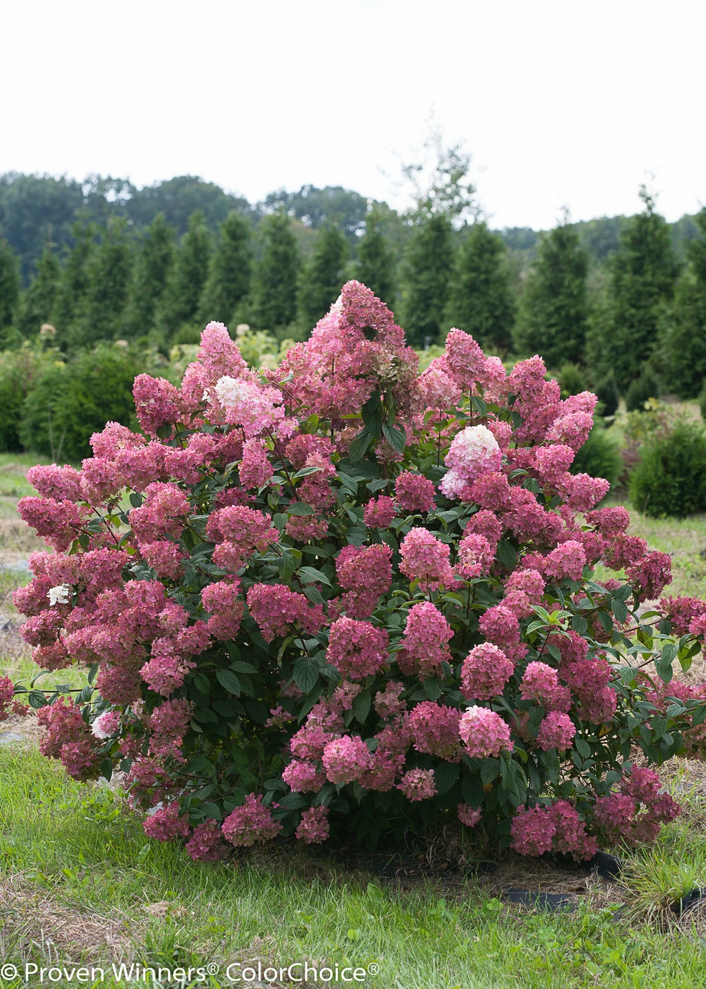 FIRE LIGHT® Hydrangea Paniculata - 4" Pot - Proven Winners 6 FIRE LIGHT® Hydrangea Paniculata - 4" Pot - Proven Winners - Image 4