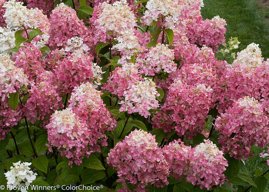 FIRE LIGHT® Hydrangea Paniculata - 4" Pot - Proven Winners 4 FIRE LIGHT® Hydrangea Paniculata - 4" Pot - Proven Winners - Image 2