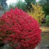 Fire Ball® Euonymus Alatus 'Select' - Burning Bush - Proven Winners- 4'' Pot -HIRTS Sales fireball pweuonymus 59495.1615344455