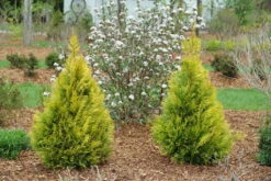 Fluffy Arborvitae - 4" Pot - Thuja Plicata - Proven Winners -HIRTS Sales fluffy arborvitae 1 40576.1615344657