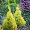 Fluffy Arborvitae - 4" Pot - Thuja Plicata - Proven Winners -HIRTS Sales fluffy arborvitae 3 98874.1615344657