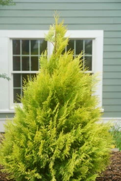 Fluffy Arborvitae - 4" Pot - Thuja Plicata - Proven Winners -HIRTS Sales fluffy arborvitae 4 39325.1615344658