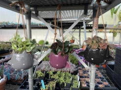 Fang Von Batula Halloween Planter With House Plant -4" Hangable Gray Ceramic Pot 5 Fang Von Batula Halloween Planter With House Plant -4" Hangable Gray Ceramic Pot -HIRTS Sales flyingbatssocial 06339.1696438131