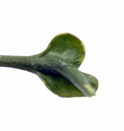 Flying Squid Mask Plant - Alocasia - Rare Houseplant -4" Pot -Collector's Series -HIRTS Sales flyingsquidah1 98398.1608499766