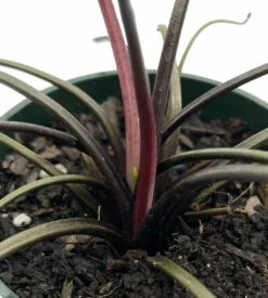 Flying Squid Mask Plant - Alocasia - Rare Houseplant -4" Pot -Collector's Series -HIRTS Sales flyingsquidah2 16115.1608499767