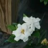 Steady As She Goes® Gardenia Jasminoides - Proven Winners - 4" Pot -HIRTS Sales gardenia steady as she goes 2 1080 1080 60 52142.1660159424