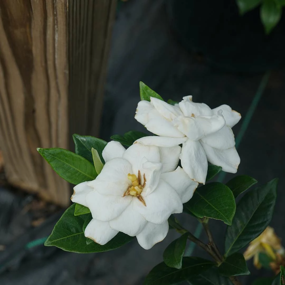 Steady As She Goes® Gardenia Jasminoides - Proven Winners - 4" Pot 3 Steady As She Goes® Gardenia Jasminoides - Proven Winners - 4" Pot