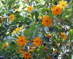 Rare Golden Gardenia Tubifera - Changes Color From Ivory/Yellow/Gold - 4" Pot -HIRTS Sales gardeniatuberifolia3 50269.1615054509