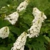 Gatsby Gal™ Oakleaf Hydrangea - 4'' Pot - Proven Winners -HIRTS Sales gatsbys gal hydrangea 77345.1615344586