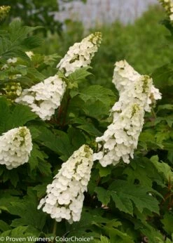 Gatsby Gal™ Oakleaf Hydrangea - 4'' Pot - Proven Winners
