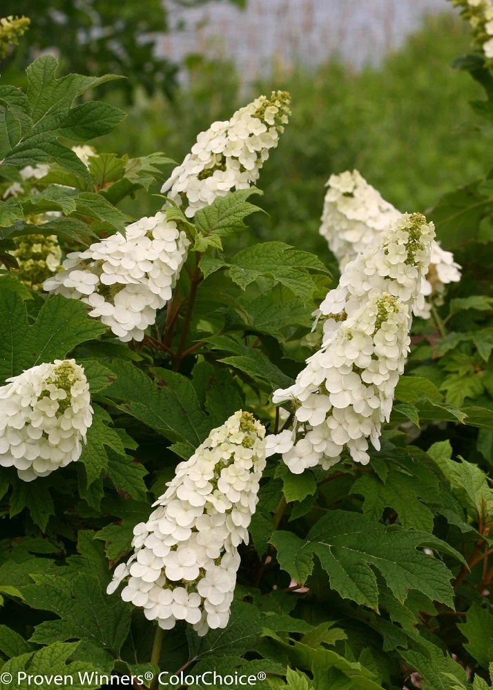 Gatsby Gal™ Oakleaf Hydrangea - 4'' Pot - Proven Winners 3 Gatsby Gal™ Oakleaf Hydrangea - 4'' Pot - Proven Winners