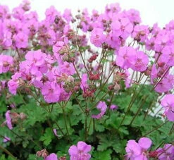 Karmina Hardy Geranium - Gallon Pot - Aromatic Foliage - Deep Rose Blooms 7 Karmina Hardy Geranium - Gallon Pot - Aromatic Foliage - Deep Rose Blooms -HIRTS Sales geraniumkarmina1 92912.1630093675
