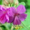 Karmina Hardy Geranium - Gallon Pot - Aromatic Foliage - Deep Rose Blooms -HIRTS Sales geraniumkarmina2 96358.1630093675
