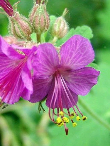 Karmina Hardy Geranium - Gallon Pot - Aromatic Foliage - Deep Rose Blooms 3 Karmina Hardy Geranium - Gallon Pot - Aromatic Foliage - Deep Rose Blooms