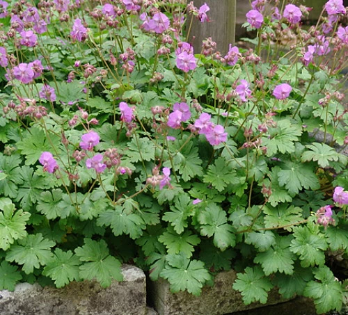 Karmina Hardy Geranium - Gallon Pot - Aromatic Foliage - Deep Rose Blooms 5 Karmina Hardy Geranium - Gallon Pot - Aromatic Foliage - Deep Rose Blooms - Image 3