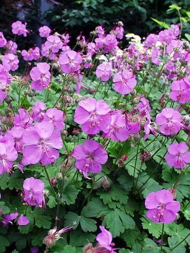 Karmina Hardy Geranium - Gallon Pot - Aromatic Foliage - Deep Rose Blooms 6 Karmina Hardy Geranium - Gallon Pot - Aromatic Foliage - Deep Rose Blooms - Image 4