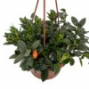 Magnot Goldfish Plant - Nematanthus - 6" Hanging Basket - Blooms Frequently! -HIRTS Sales gfishmag6hb 40001.1677197010