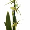 Gilded Urchin Ontario Orchid - Brassidium - 4" Pot - Collector Orchids 1 Gilded Urchin Ontario Orchid - Brassidium - 4" Pot - Collector Orchids -HIRTS Sales gildedurchontar 51227.1693685540