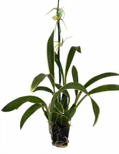 Gilded Urchin Ontario Orchid - Brassidium - 4" Pot - Collector Orchids 5 Gilded Urchin Ontario Orchid - Brassidium - 4" Pot - Collector Orchids -HIRTS Sales gildurchontario 76056.1693685540