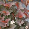 GINGER WINE® Ninebark - 4" Pot - Physocarpus - Proven Winners -HIRTS Sales ginger wine ninebark flowers physocarpus 46180.1615344631