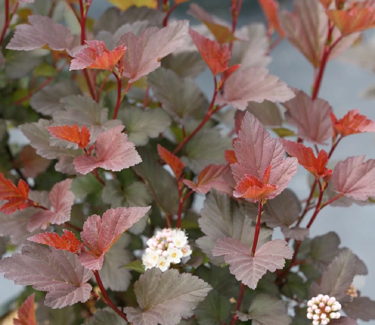 GINGER WINE® Ninebark - 4" Pot - Physocarpus - Proven Winners 3 GINGER WINE® Ninebark - 4" Pot - Physocarpus - Proven Winners