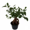 Chinese Ginseng Ficus Bonsai Tree - 6" Pot - House Plant Or Bonsai -HIRTS Sales ginsengficus6 59874.1636126993