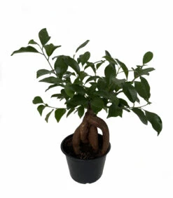 Chinese Ginseng Ficus Bonsai Tree - 6" Pot - House Plant Or Bonsai