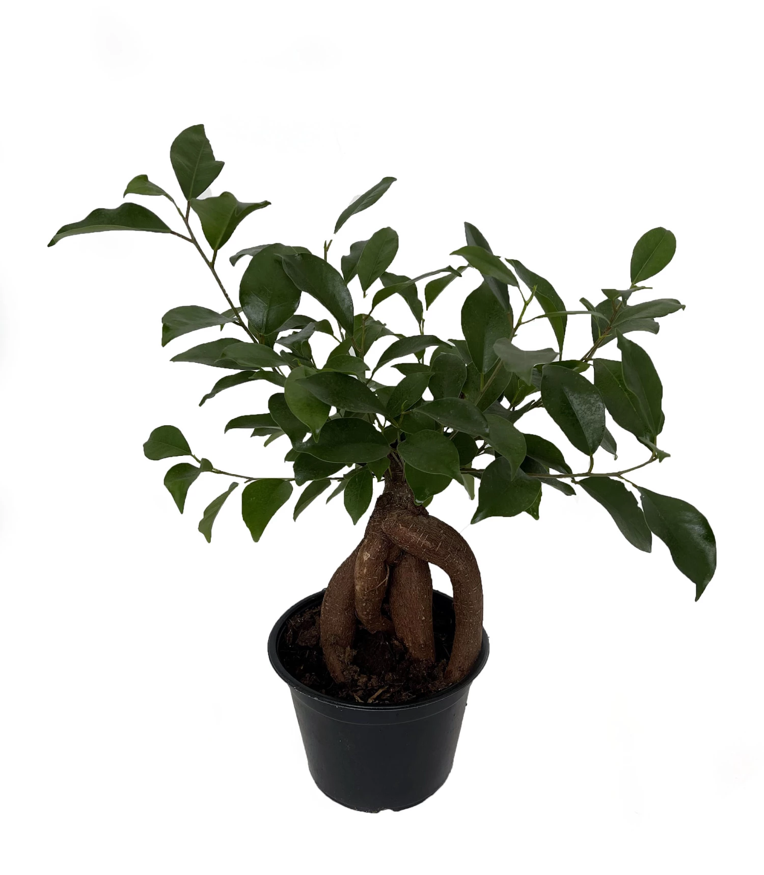 Chinese Ginseng Ficus Bonsai Tree - 6" Pot - House Plant Or Bonsai 3 Chinese Ginseng Ficus Bonsai Tree - 6" Pot - House Plant Or Bonsai
