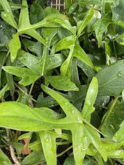 Glad Hands Philodendron - Pedatum - 4" Pot