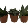 Rare Glass Haworthia Collection 3 Plants - Easy To Grow - 2" Pots -HIRTS Sales glass3pk2in 20156.1687556372
