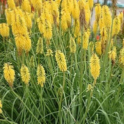 Glowstick Yellow Hot Poker - Kniphofia Uvaria - Perennial Plant - Gallon Pot -HIRTS Sales glostickkniph201 78974.1691686225