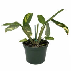 Golden Mosaic Prayer Plant - Ctenanthe Lubbersiana - 4" Pot - Collector's Series -HIRTS Sales gmosaic6in 63725.1668802816