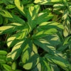 Golden Mosaic Prayer Plant - Ctenanthe Lubbersiana - 4" Pot - Collector's Series -HIRTS Sales gmosaic 31656.1668802815