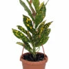 Gold Dust Croton - 4" Mini Hanging Basket - Colorful House Plant -HIRTS Sales golddustcroton4mhb 15206.1619285632