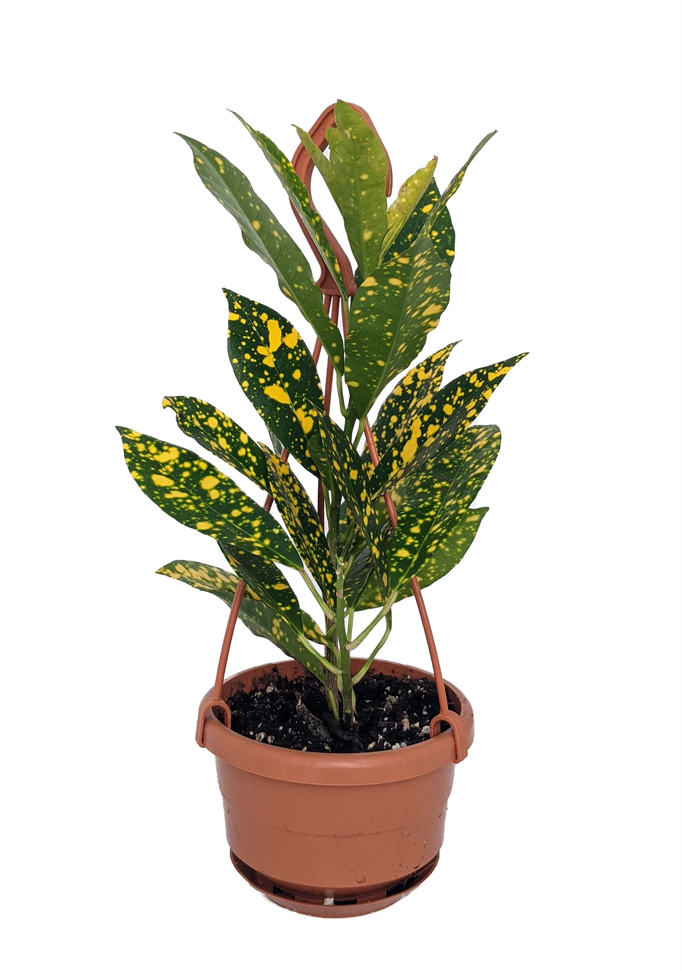 Gold Dust Croton - 4" Mini Hanging Basket - Colorful House Plant 3 Gold Dust Croton - 4" Mini Hanging Basket - Colorful House Plant