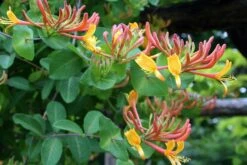 Gold Flame Honeysuckle Vine - Lonicera - Very Hardy - 2.5" Pot -HIRTS Sales goldelflamehoney421 74752.1615344751