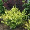 CESKY GOLD® - Golden Treasure Dwarf Birch - 4" Pot - Betula - Proven Winners -HIRTS Sales golden treasure birch betula landscape 80721.1615344624