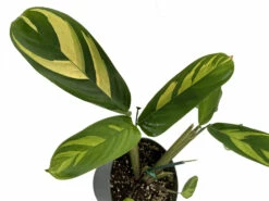 Golden Mosaic Prayer Plant - Ctenanthe Lubbersiana - 4" Pot - Collector's Series -HIRTS Sales goldenmoprayer 87891.1668802816
