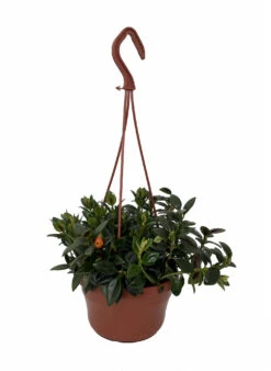 Magnot Goldfish Plant - Nematanthus - 6" Hanging Basket - Blooms Frequently! -HIRTS Sales goldfishm6 26080.1677197011