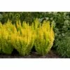 SUNJOY GOLD PILLAR® Berberis - Outside Or Bonsai - Proven Winners - 4" Pot -HIRTS Sales goldpillar pw 24348.1654795494