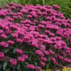 Sugar Buzz® Grape Gumball Bee Balm - Monarda - Gallon Pot -HIRTS Sales grapegummonarda2 01232.1619691196