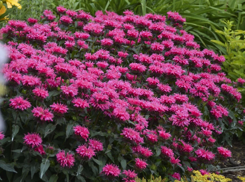 Sugar Buzz® Grape Gumball Bee Balm - Monarda - Gallon Pot 3 Sugar Buzz® Grape Gumball Bee Balm - Monarda - Gallon Pot