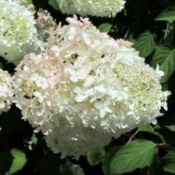 BoBo® Dwarf Hydrangea Bush - Blooms All Summer - Proven Winners - 4" Pot -HIRTS Sales groot 1 bobo1 88051.1636031589