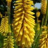 Glowstick Yellow Hot Poker - Kniphofia Uvaria - Perennial Plant - Gallon Pot -HIRTS Sales gstickkniph201 17467.1691686225