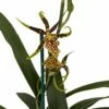 Gilded Tower Mystic Maze Orchid - Banfieldara - 4" Pot - Collector Orchids -HIRTS Sales gtowermistycmbloom 43707.1693685543