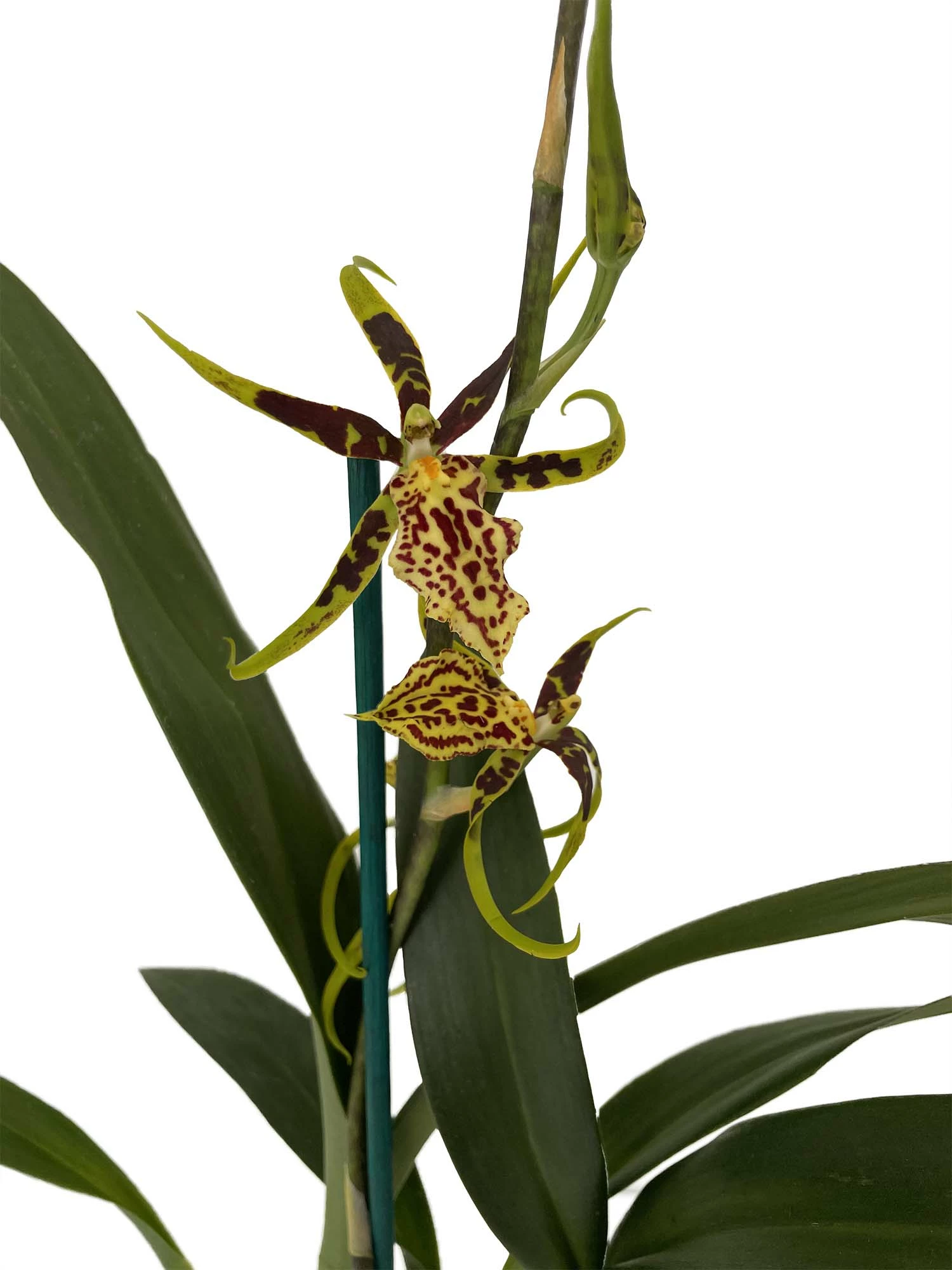Gilded Tower Mystic Maze Orchid - Banfieldara - 4" Pot - Collector Orchids 3 Gilded Tower Mystic Maze Orchid - Banfieldara - 4" Pot - Collector Orchids