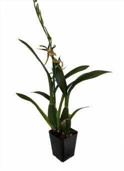 Gilded Tower Mystic Maze Orchid - Banfieldara - 4" Pot - Collector Orchids 5 Gilded Tower Mystic Maze Orchid - Banfieldara - 4" Pot - Collector Orchids -HIRTS Sales gtowermmaze 54601.1693685543