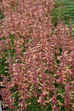 Peachie Keen Hummingbird Mint - Agastache - Anise Hyssop - Hardy - Quart Pot -HIRTS Sales h263 12 65430.1620917599
